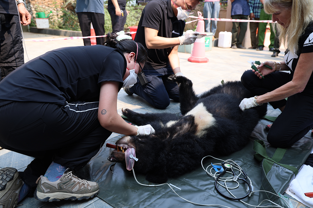 Cứu hộ thành công 2 cá thể gấu ngựa Nghệ An về Trung tâm Cứu hộ gấu Việt Nam

